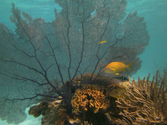 Snorkel nas proximidades de Tobacco Caye, na grande barreira de corais de Belize